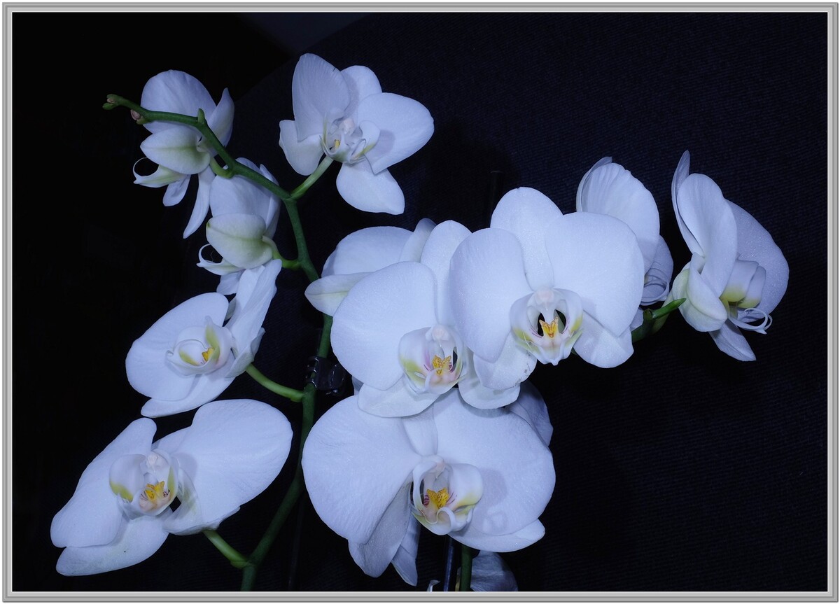 A Devine Creation - Peter Cannons